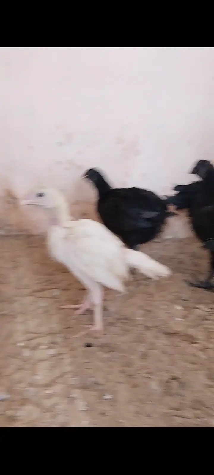 Premium Shamo & Ayam Cemani Chickens for Sale | Desi Golden Hens — photo 5