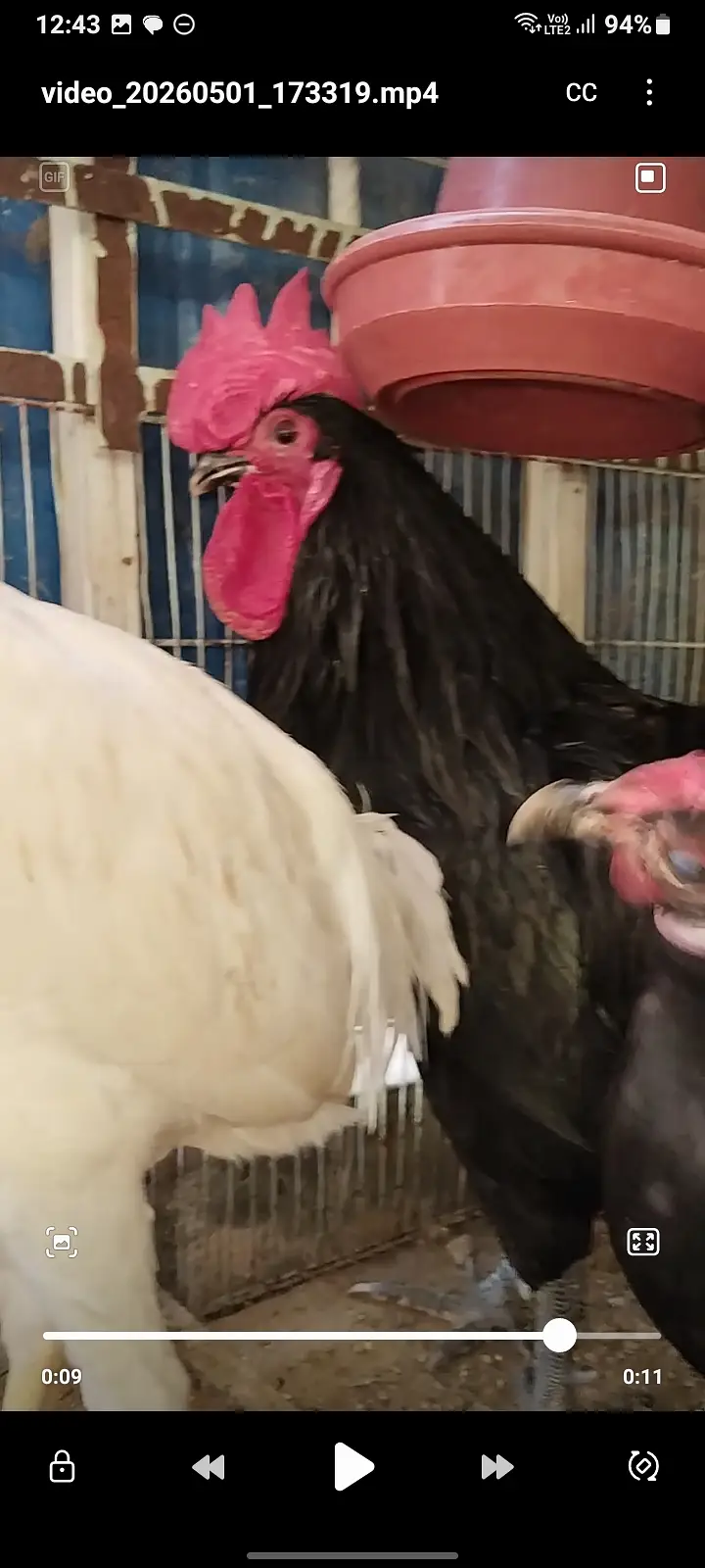 Premium Shamo & Ayam Cemani Chickens for Sale | Desi Golden Hens — photo 6