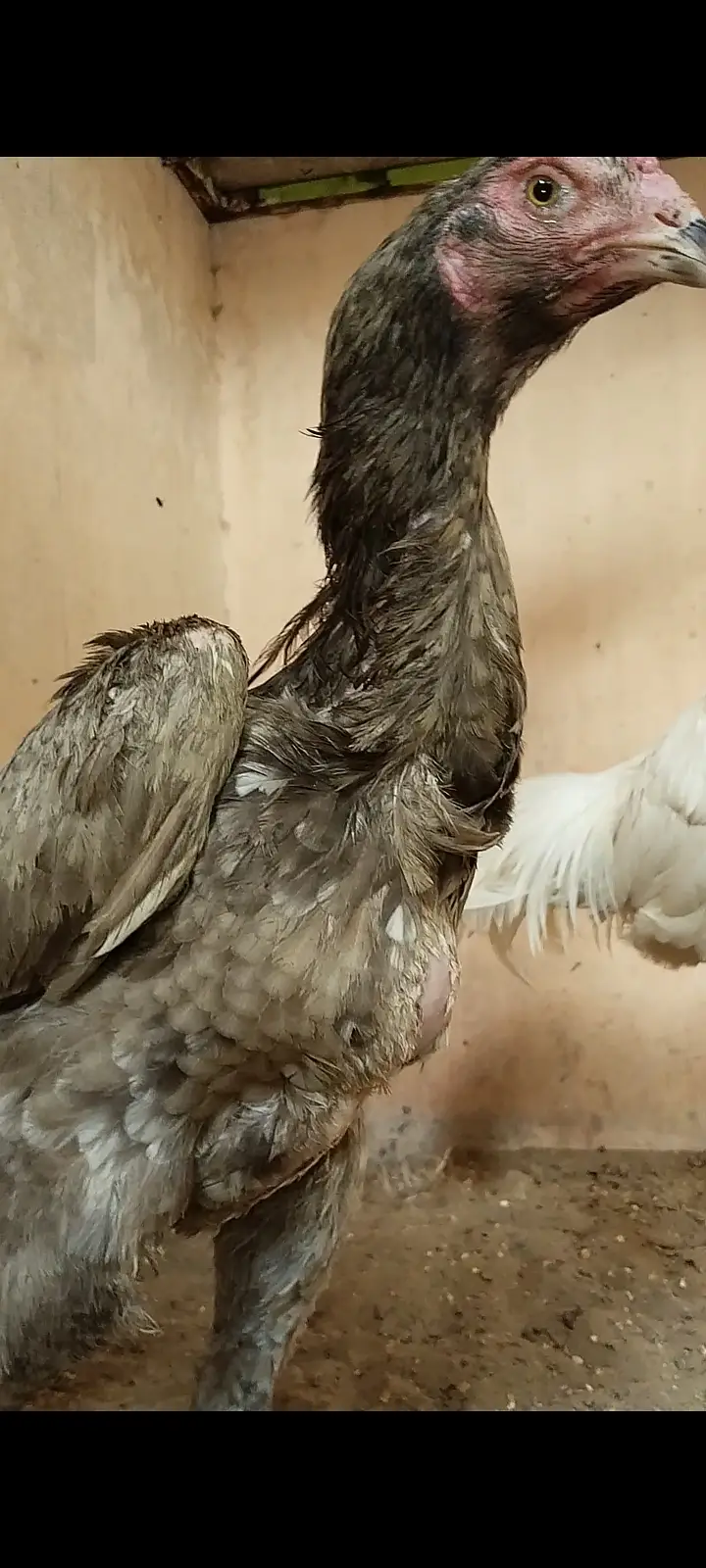 Premium Shamo & Ayam Cemani Chickens for Sale | Desi Golden Hens — photo 7