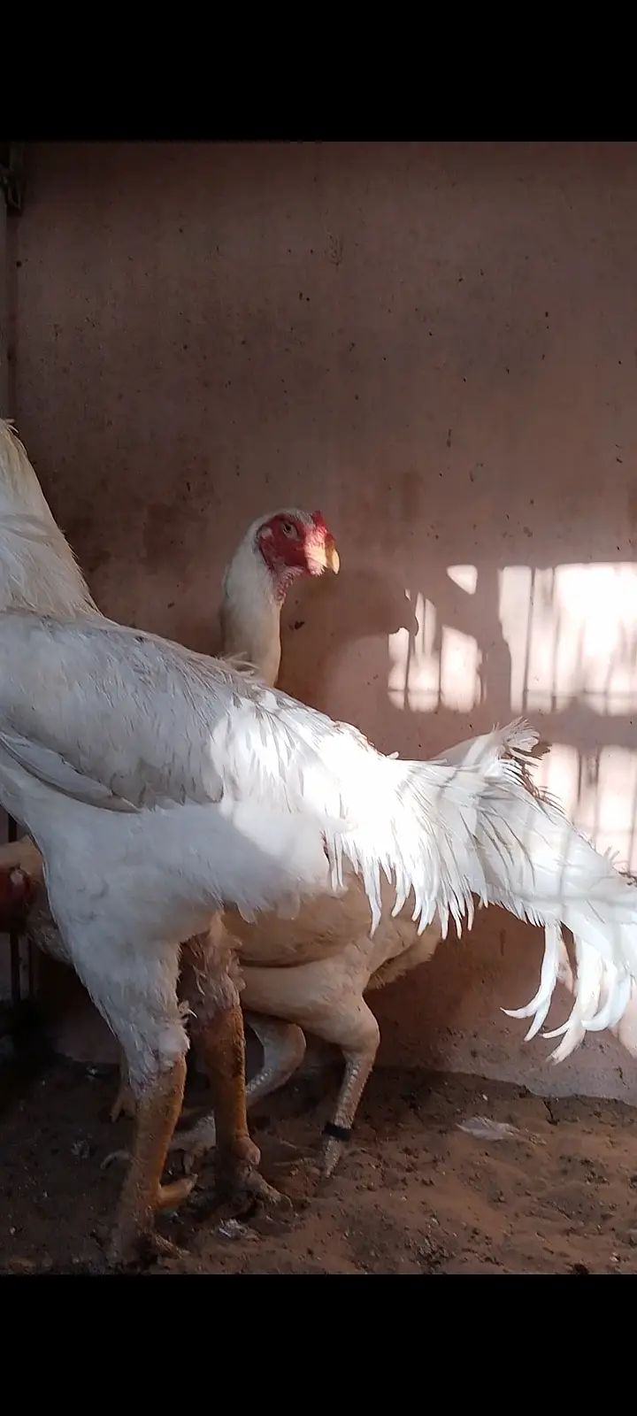 Premium Shamo & Ayam Cemani Chickens for Sale | Desi Golden Hens — photo 8