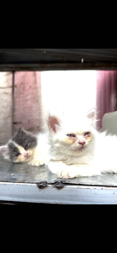 Persian Kittens for Sale | Long Hair | Home Bred | Rawalpindi
