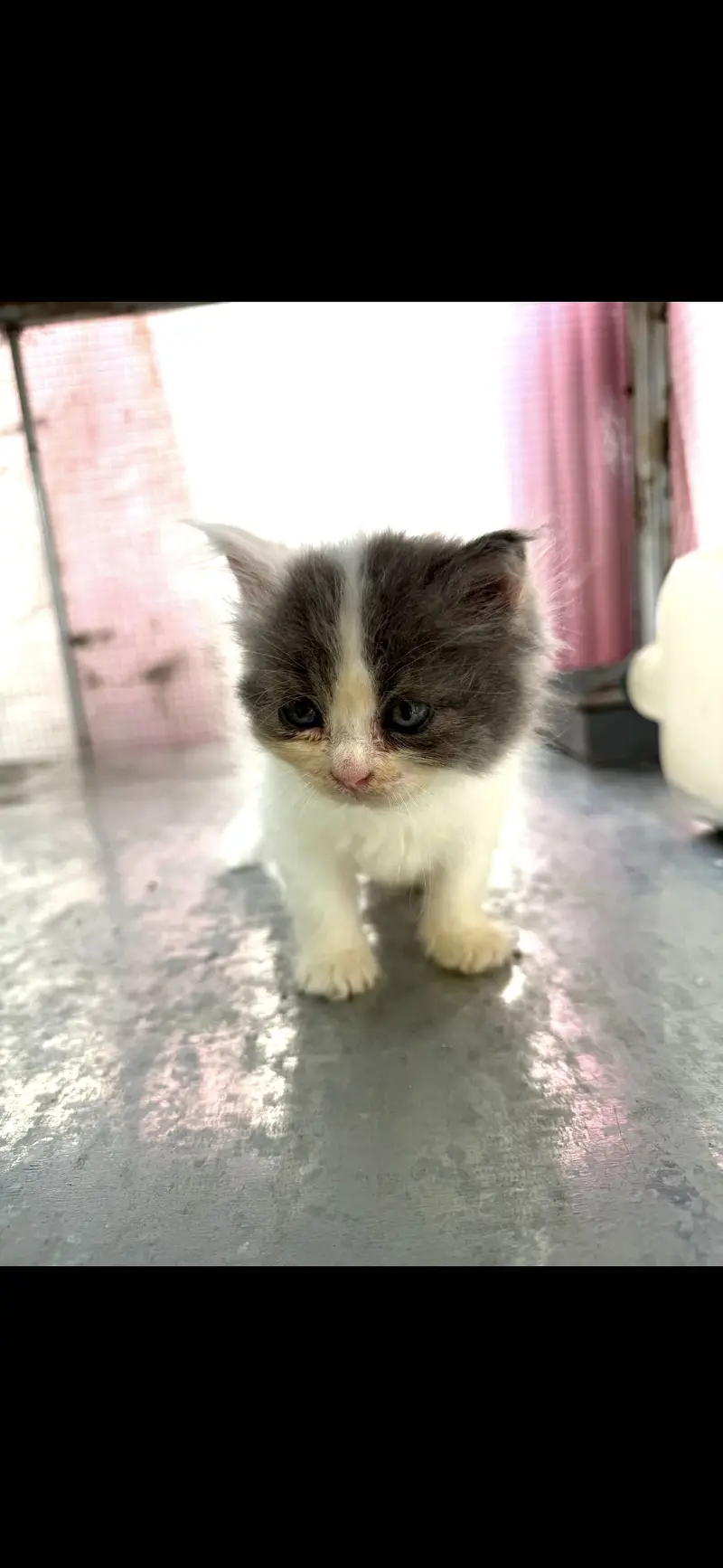 Persian Kittens for Sale | Long Hair | Home Bred | Rawalpindi — photo 2