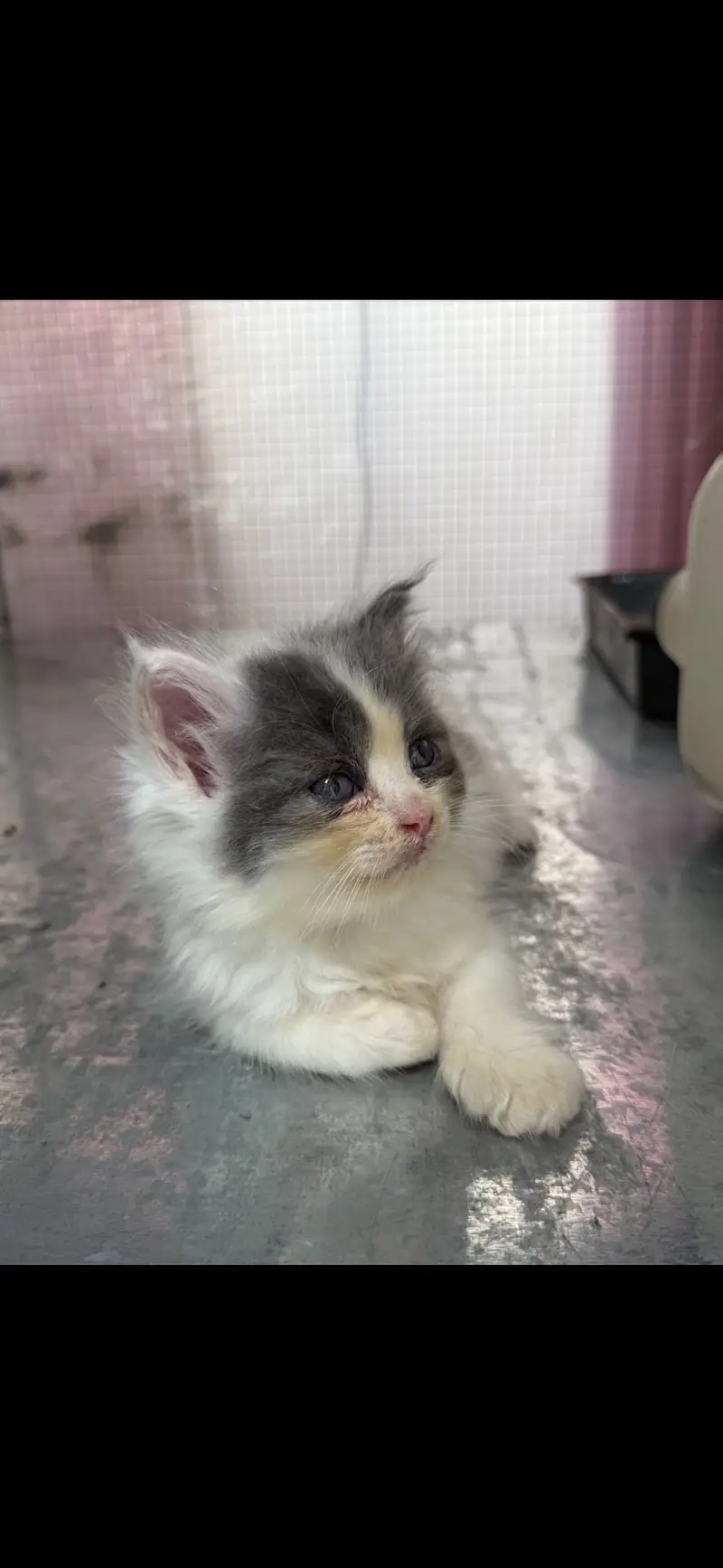 Persian Kittens for Sale | Long Hair | Home Bred | Rawalpindi — photo 3