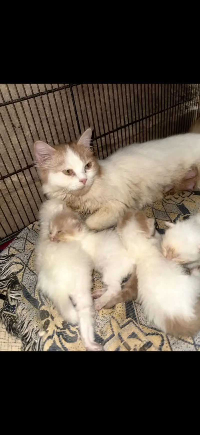 Persian Kittens for Sale | Long Hair | Home Bred | Rawalpindi — photo 4