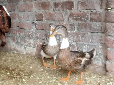 duck.