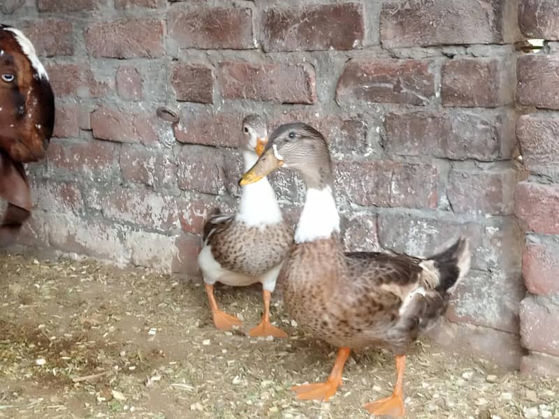 duck. 0