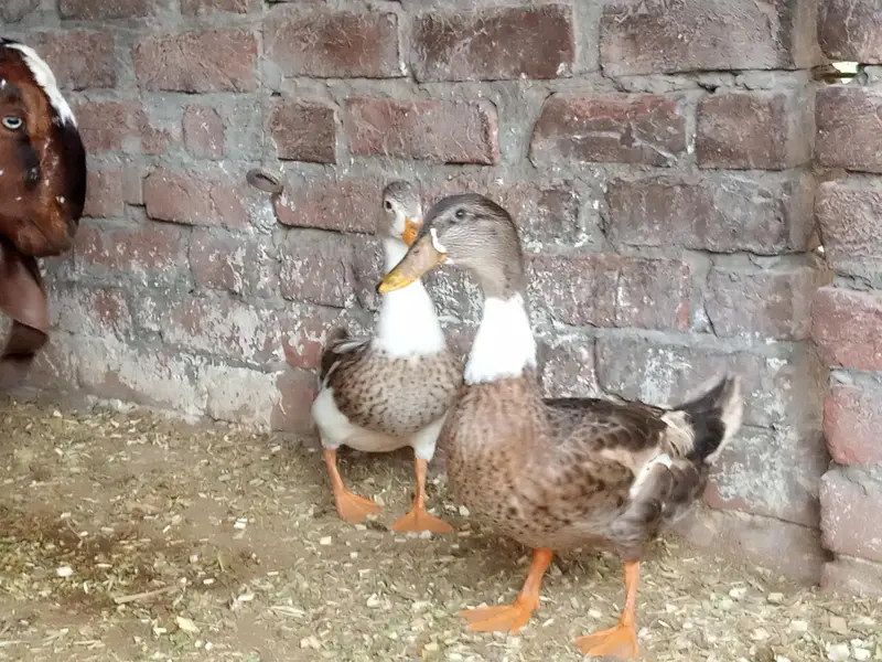 duck.