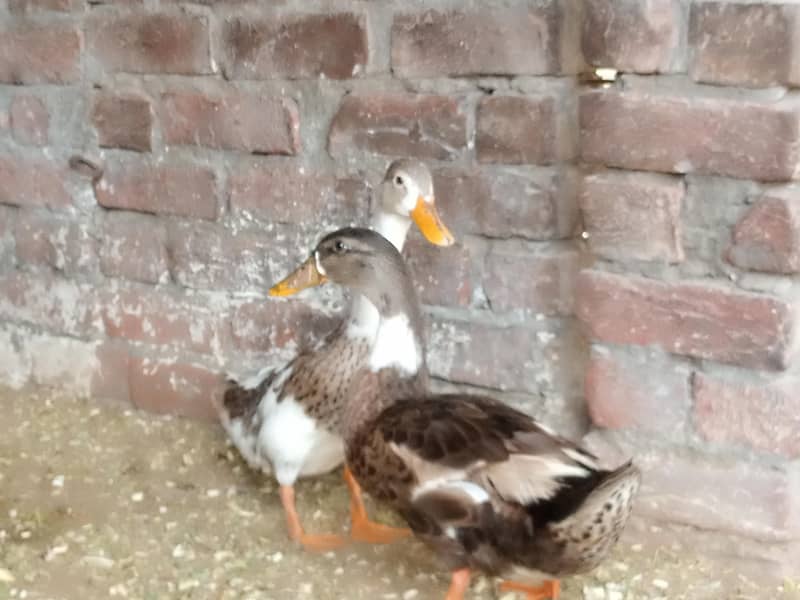 duck. 1