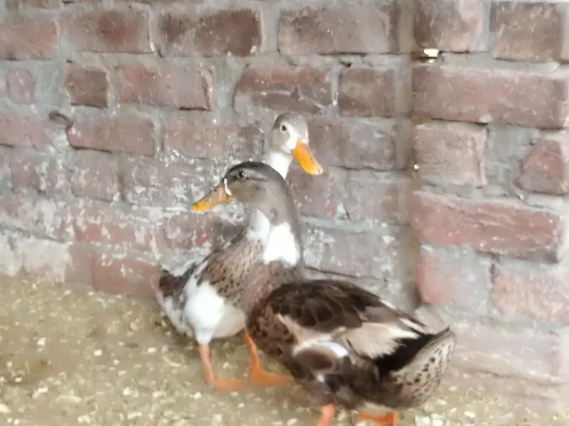 duck. — photo 2