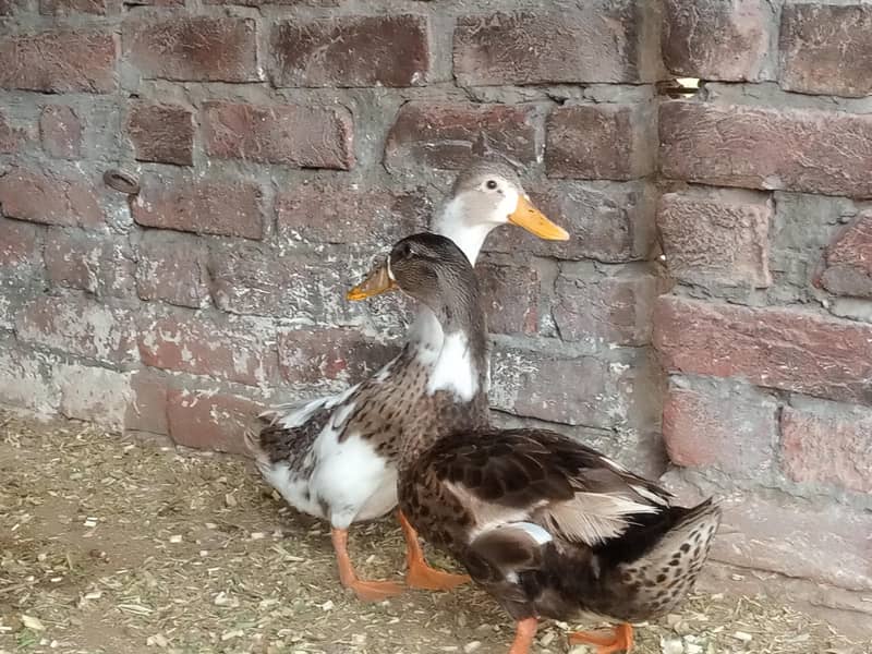 duck. 2