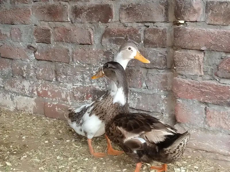 duck. — photo 3