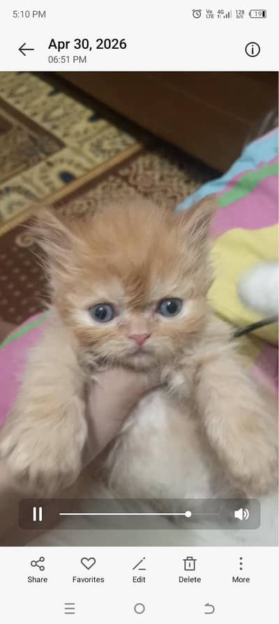 perrssian kitten