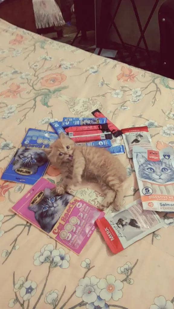 perrssian kitten 1