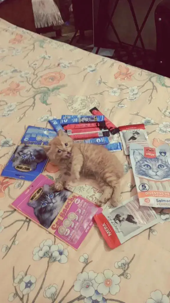 perrssian kitten — photo 2