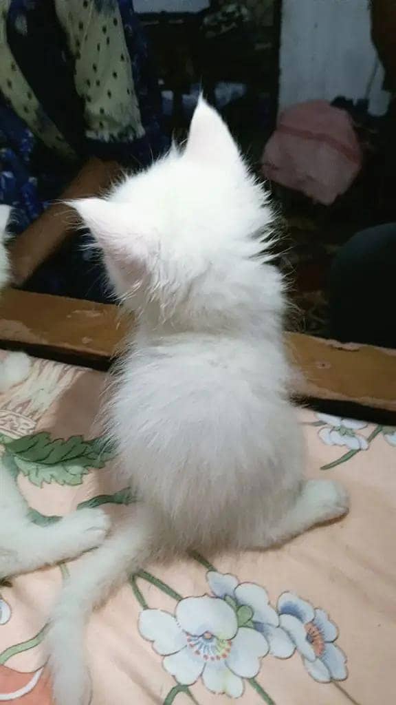 perrssian kitten 2