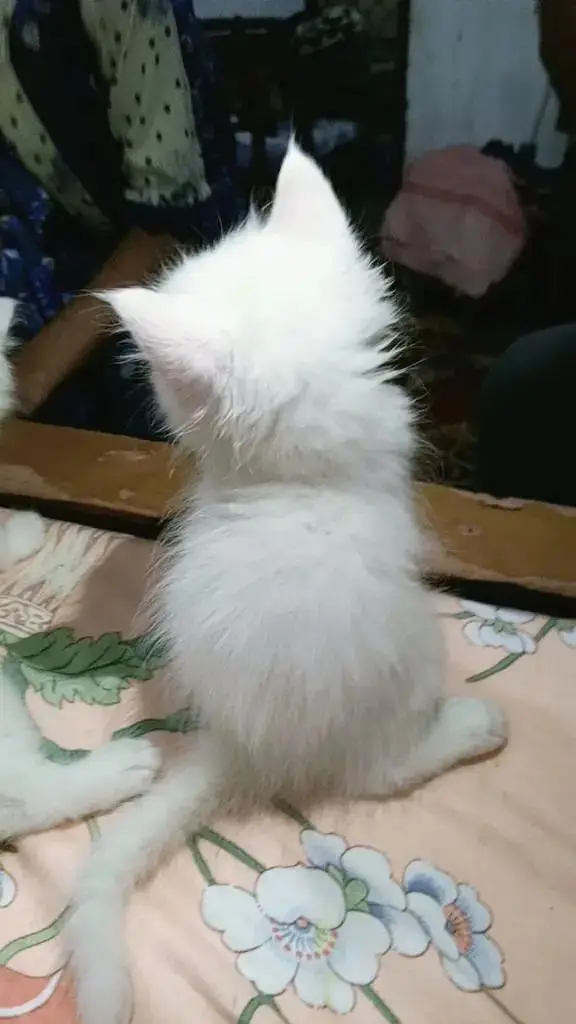 perrssian kitten — photo 3