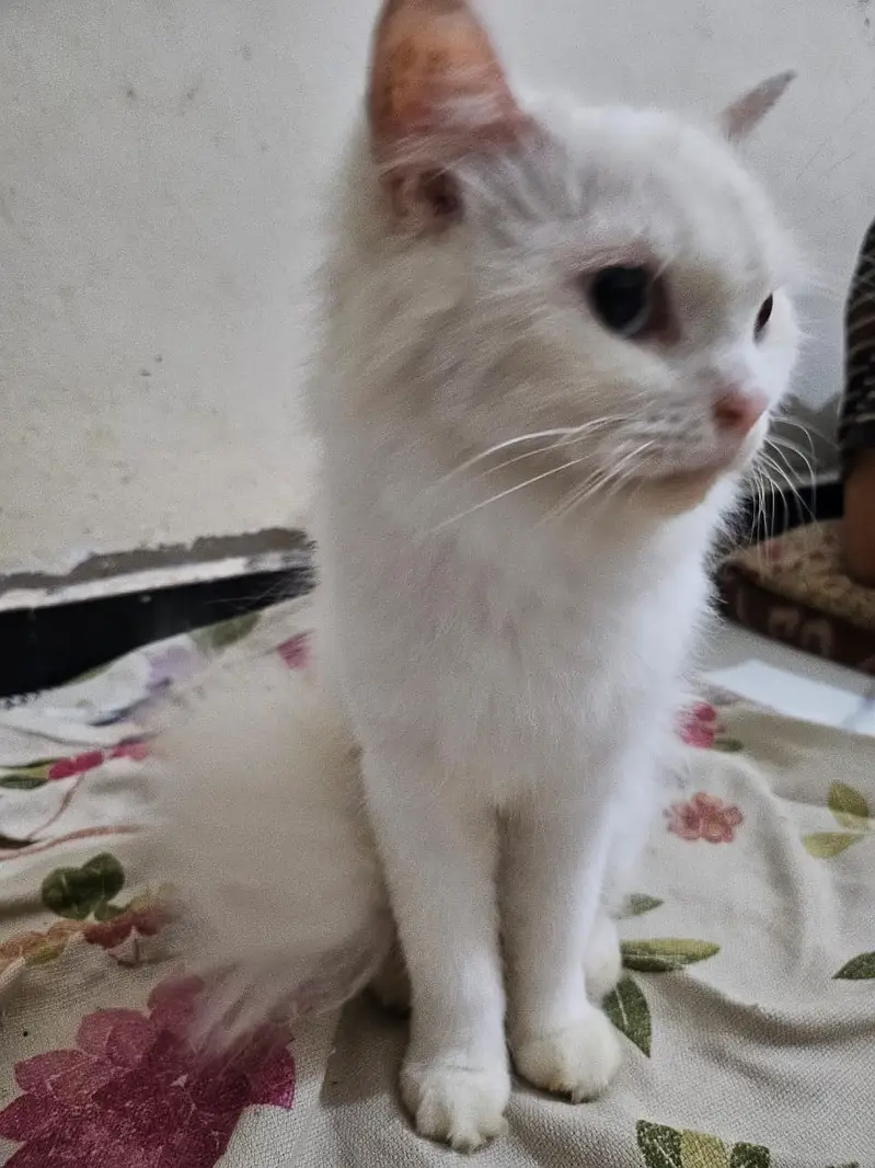Persian Angora Turkish Cat | Odd-Eyed | Persian Cat | Angora — photo 3