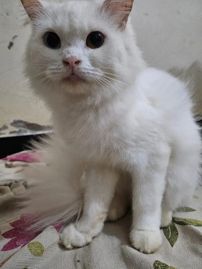 Persian Angora Turkish Cat | Odd-Eyed | Persian Cat | Angora — photo 4