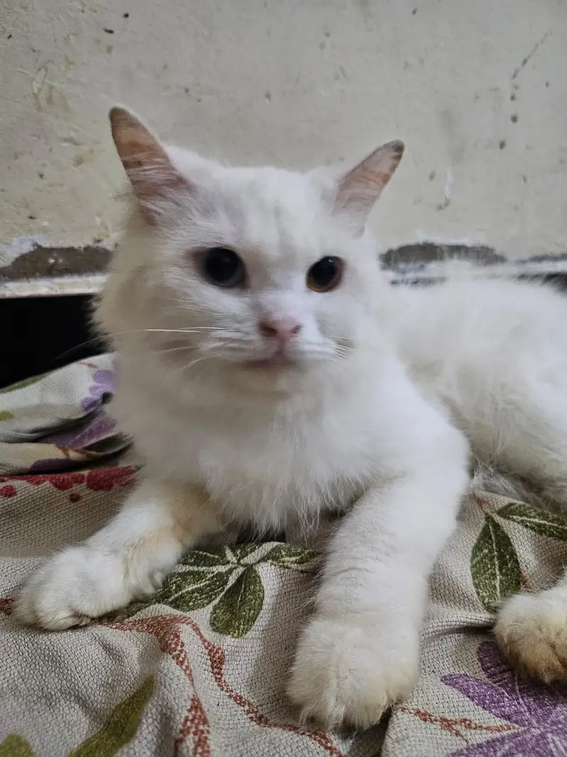 Persian Angora Turkish Cat | Odd-Eyed | Persian Cat | Angora — photo 5