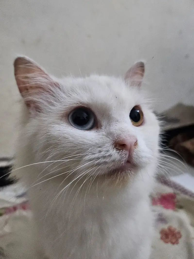 Persian Angora Turkish Cat | Odd-Eyed | Persian Cat | Angora — photo 6