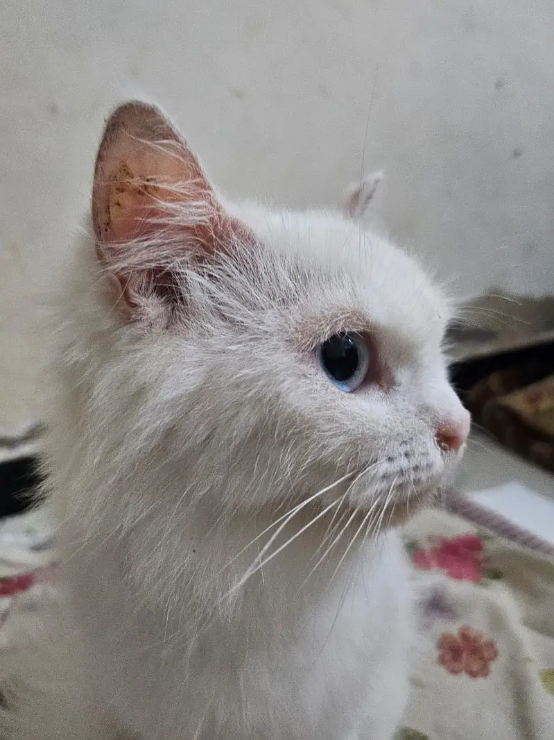 Persian Angora Turkish Cat | Odd-Eyed | Persian Cat | Angora — photo 7