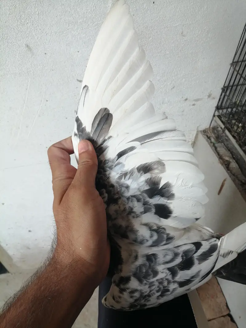 Teddy ki full hadi jor ki madi ha — photo 2