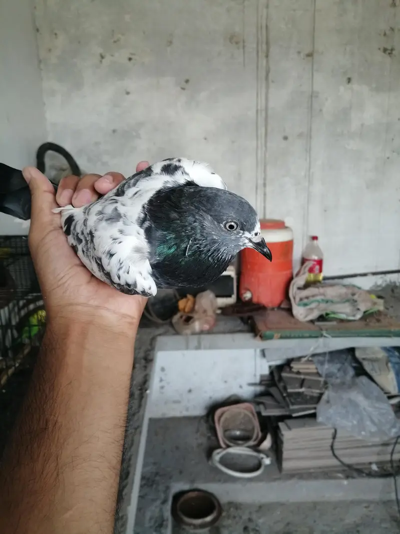 Teddy ki full hadi jor ki madi ha — photo 3
