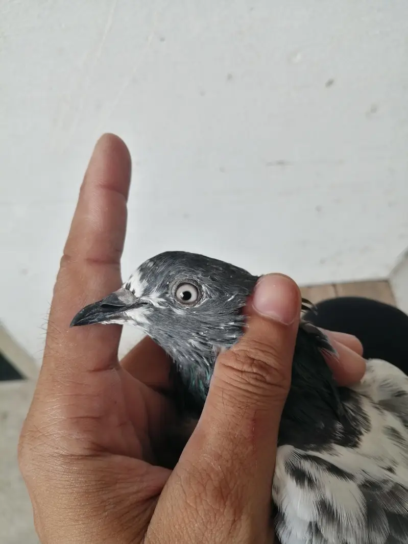 Teddy ki full hadi jor ki madi ha — photo 6