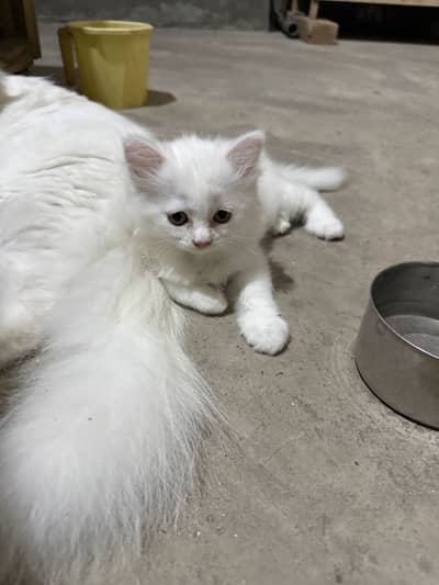 2 female kitten