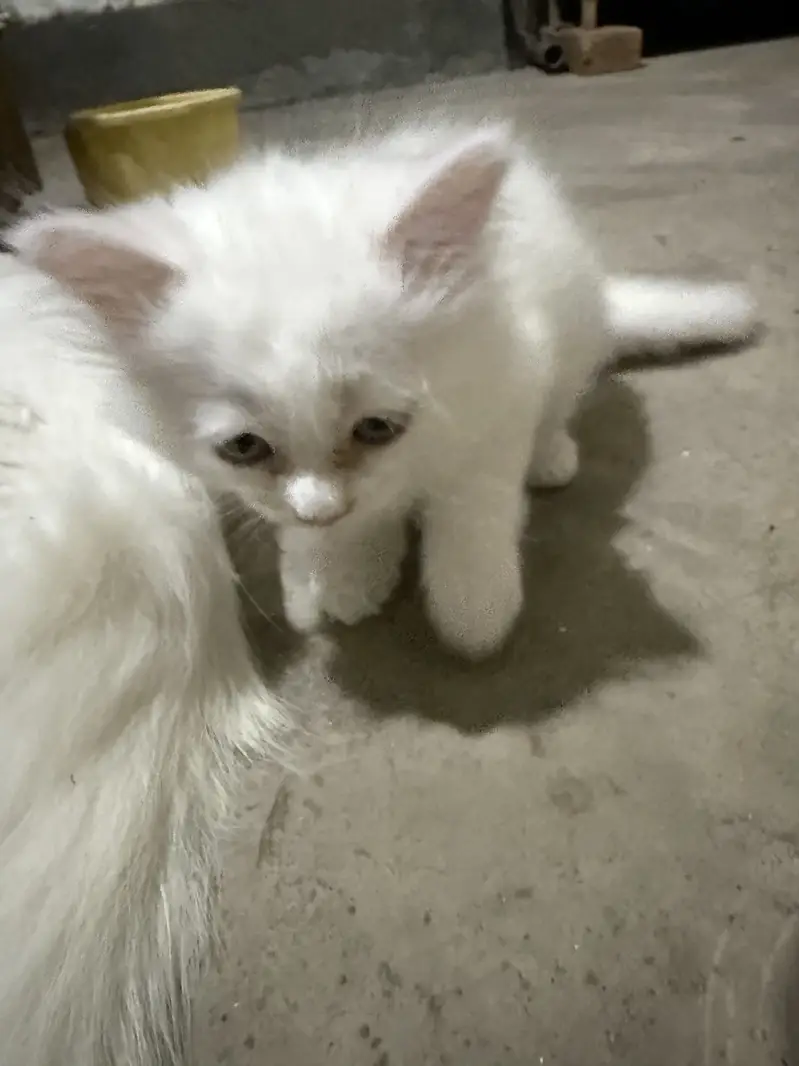 2 female kitten — photo 2