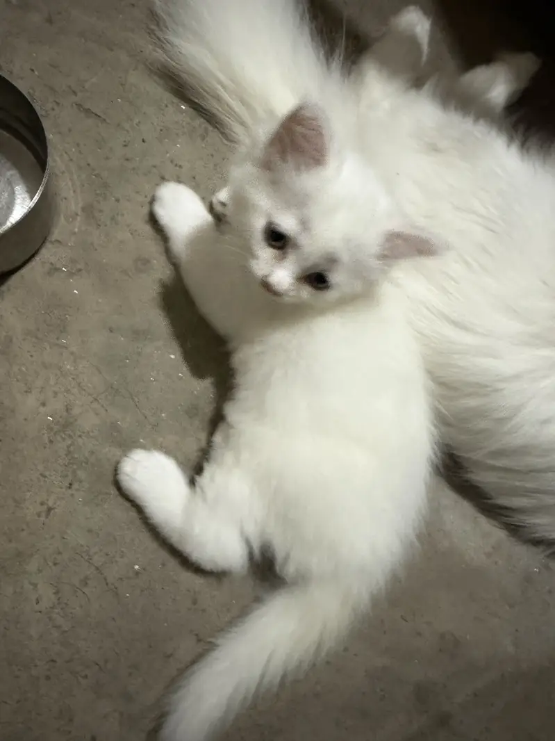 2 female kitten — photo 3