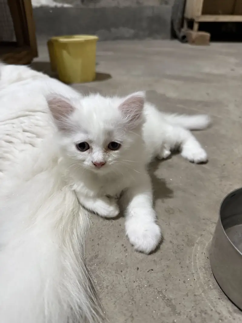 2 female kitten — photo 4