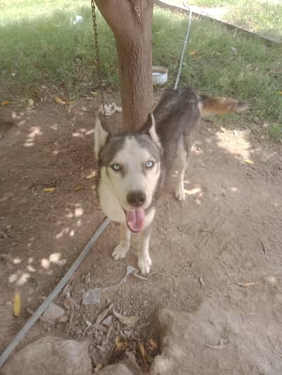 Haskey dog for sale