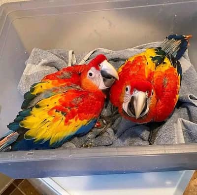 red macaw parrot cheeks for sale 03231221638