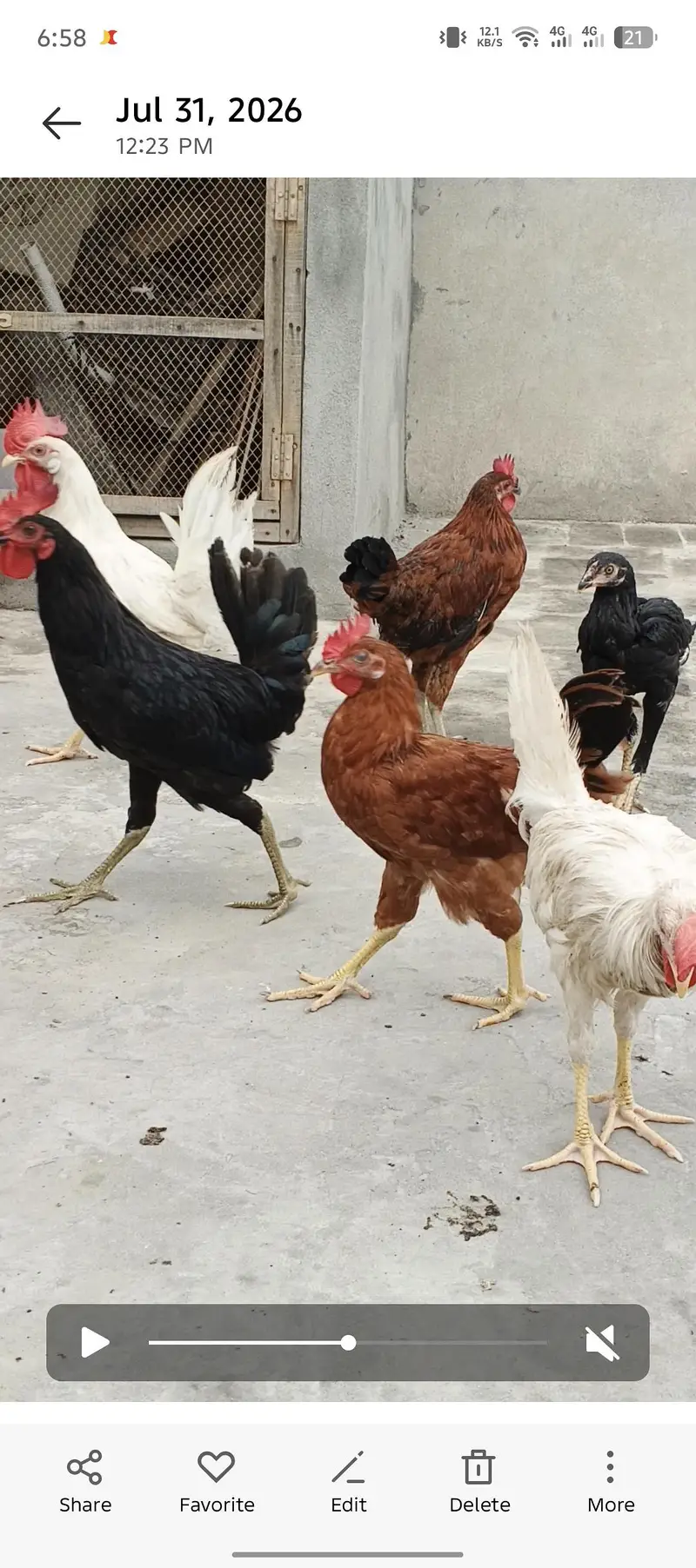 golden misri male Ghar KY paly how — photo 3