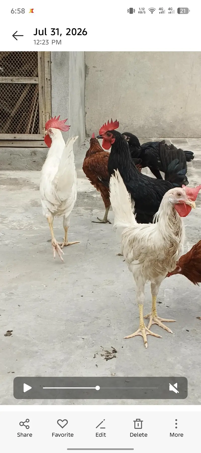 golden misri male Ghar KY paly how — photo 4