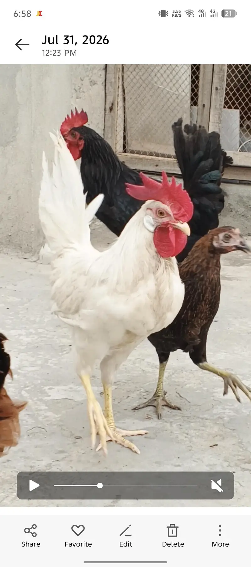 golden misri male Ghar KY paly how — photo 5