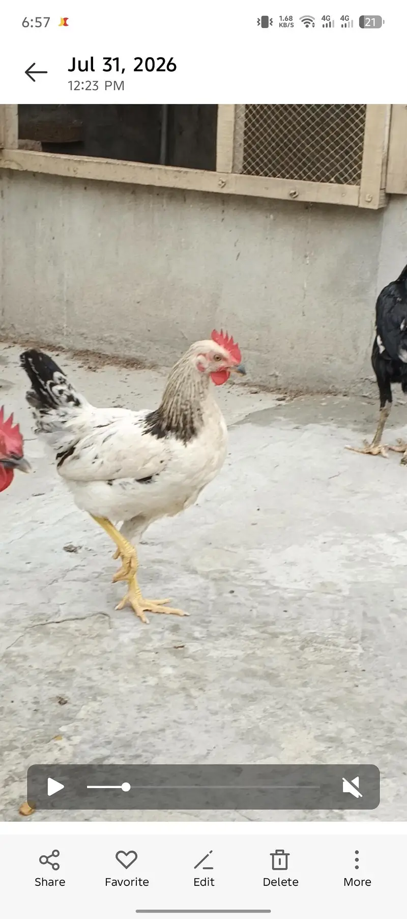 golden misri male Ghar KY paly how — photo 6