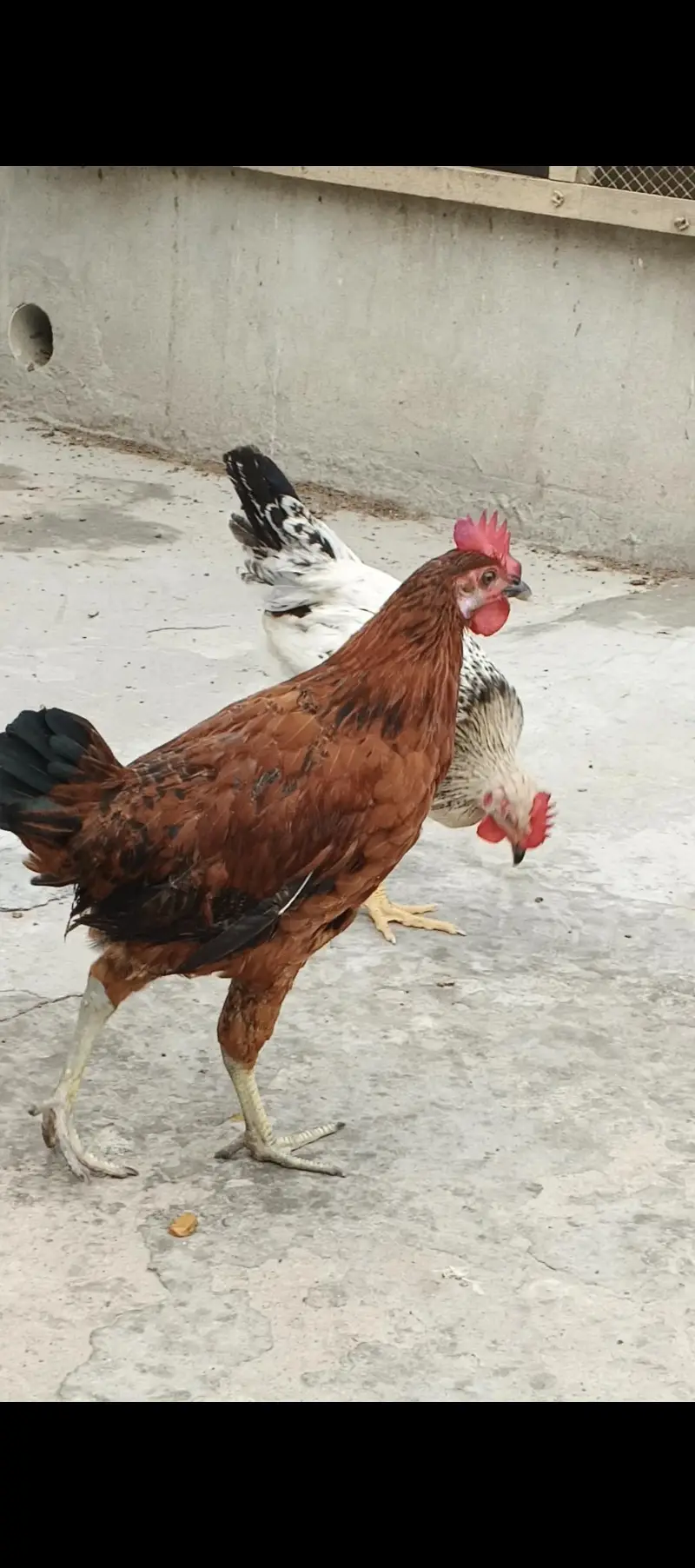 golden misri male Ghar KY paly how — photo 7