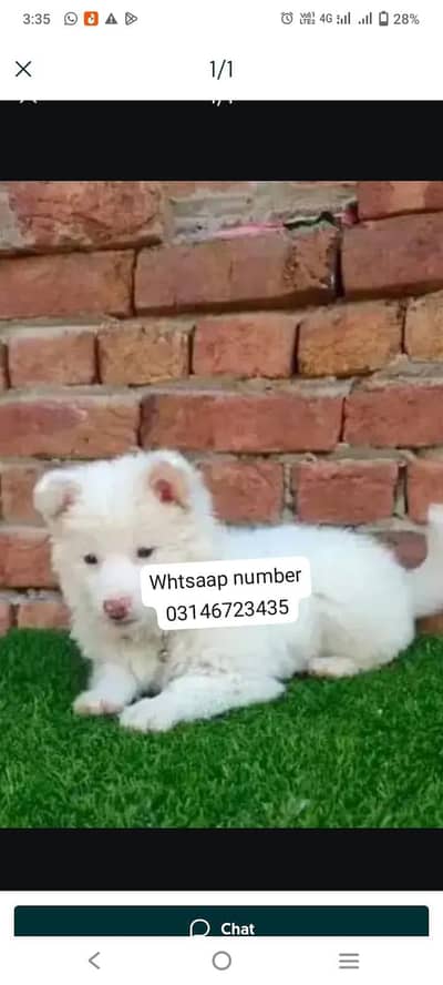 russain puppy fore sale