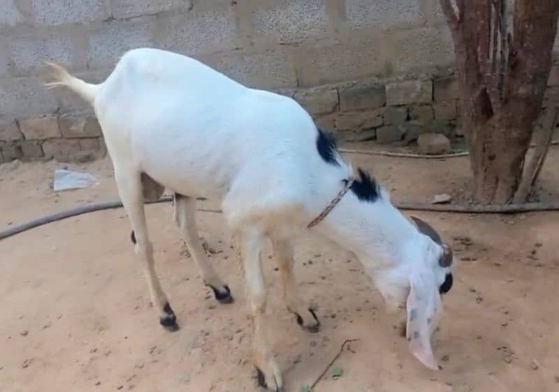 دوندا بکرا۔ فارسیل 0