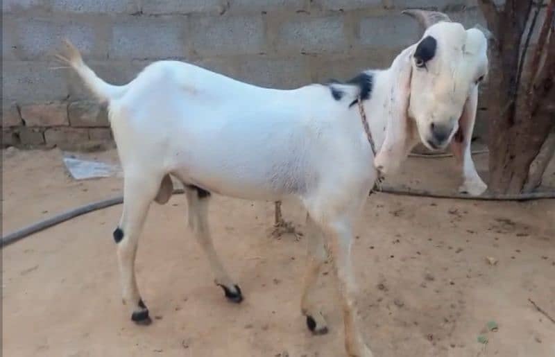 دوندا بکرا۔ فارسیل 1