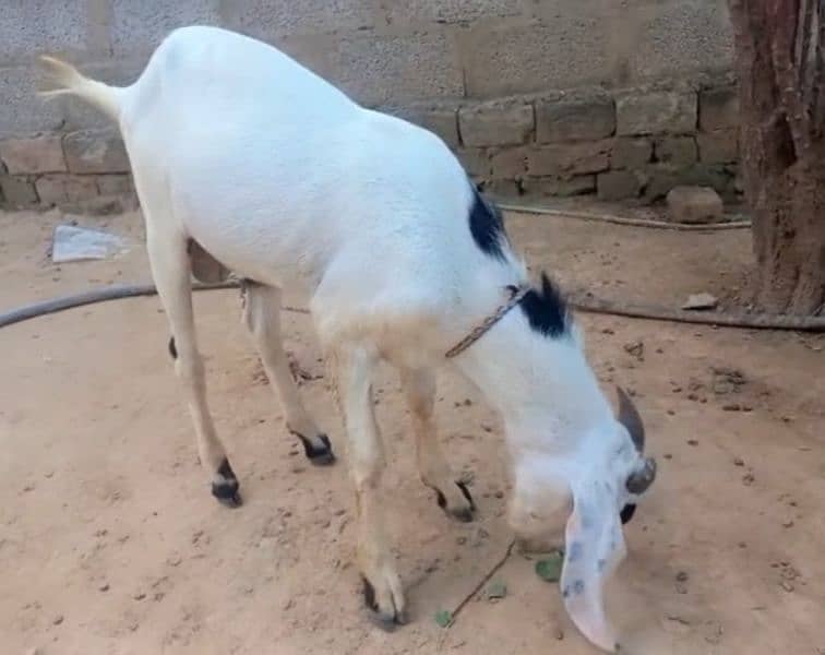 دوندا بکرا۔ فارسیل 2