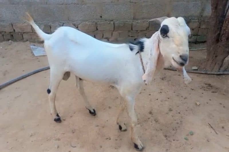 دوندا بکرا۔ فارسیل 4