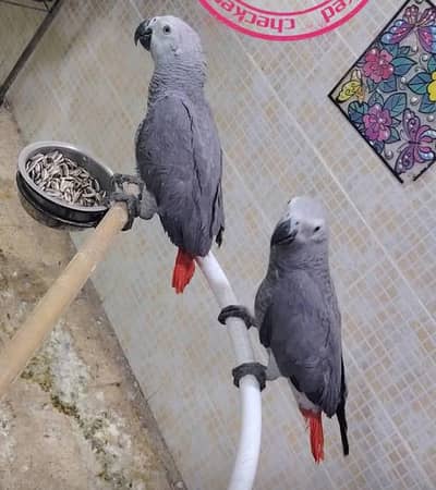 African grey parrot 8 month age for sale contact number0325*5700*251