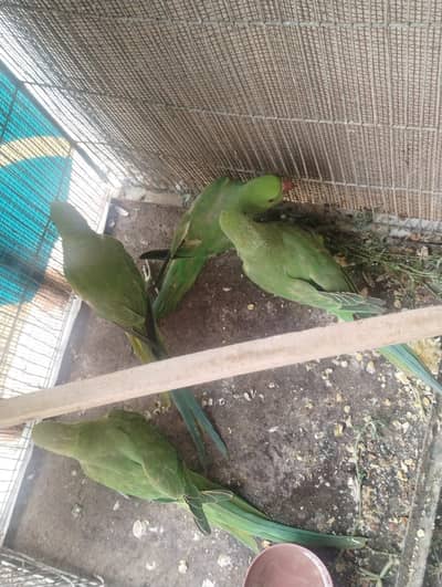 2 pair of ringneck
