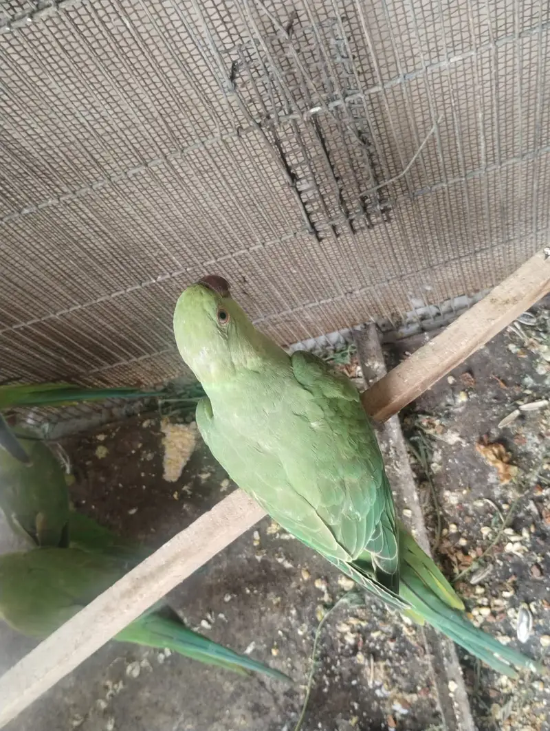 2 pair of ringneck — photo 2