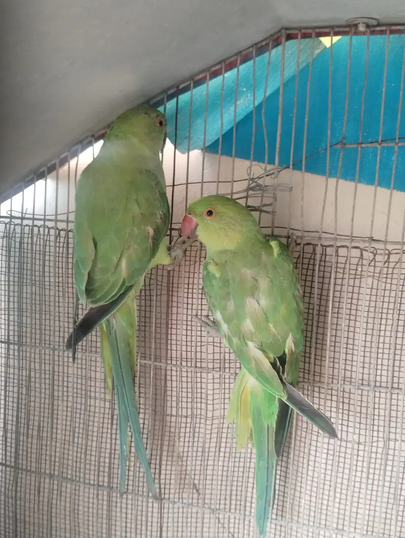 2 pair of ringneck — photo 3