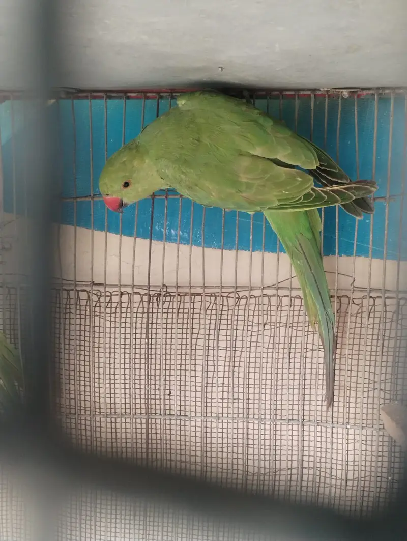 2 pair of ringneck — photo 4