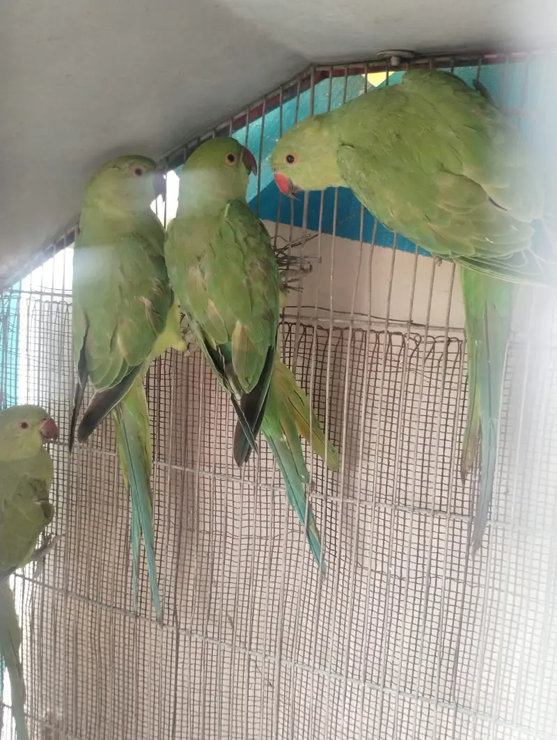2 pair of ringneck — photo 5